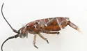 Tomocerus vulgaris - photo 3