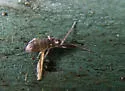 Tomocerus vulgaris - photo 4