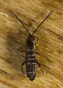 Tomocerus vulgaris - photo 5