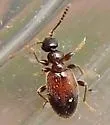 Tomoderus constrictus - photo 2