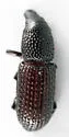 Black Wood Weevil - Tomolips quercicola