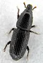 Black Wood Weevil - photo 2