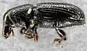 Black Wood Weevil - photo 3