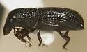 Black Wood Weevil - photo 4