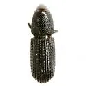 Black Wood Weevil - photo 5