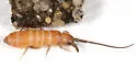 Tomolonus reductus - photo 2