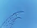 Tomolonus reductus - photo 3