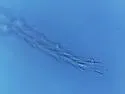 Tomolonus reductus - photo 5