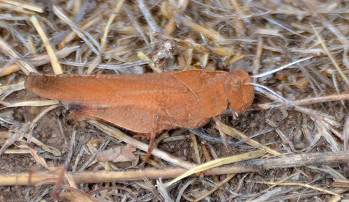 Oak-leaf Grasshopper