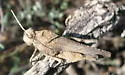 Mexican Oak-leaf Grasshopper