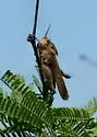Mexican Oak-leaf Grasshopper - photo 2