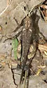Mexican Oak-leaf Grasshopper - photo 4