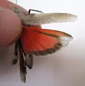 Mexican Oak-leaf Grasshopper - photo 5