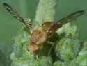 Tomoplagia obliqua