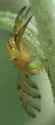 Tomoplagia obliqua - photo 2