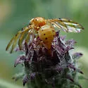 Tomoplagia obliqua - photo 4