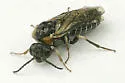 Brown-headed Ash Sawfly