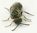 Brown-headed Ash Sawfly - photo 2