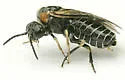 Brown-headed Ash Sawfly - photo 3