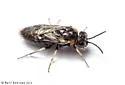 Brown-headed Ash Sawfly - photo 4