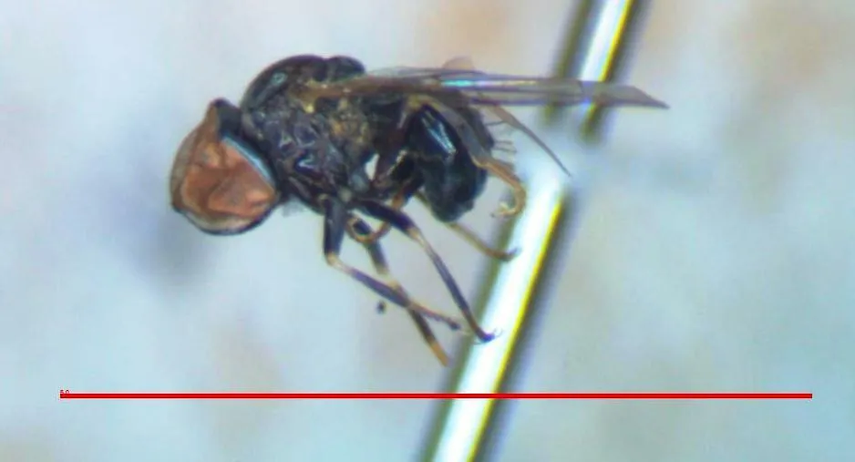 Tomosvaryella appendipes - photo 2