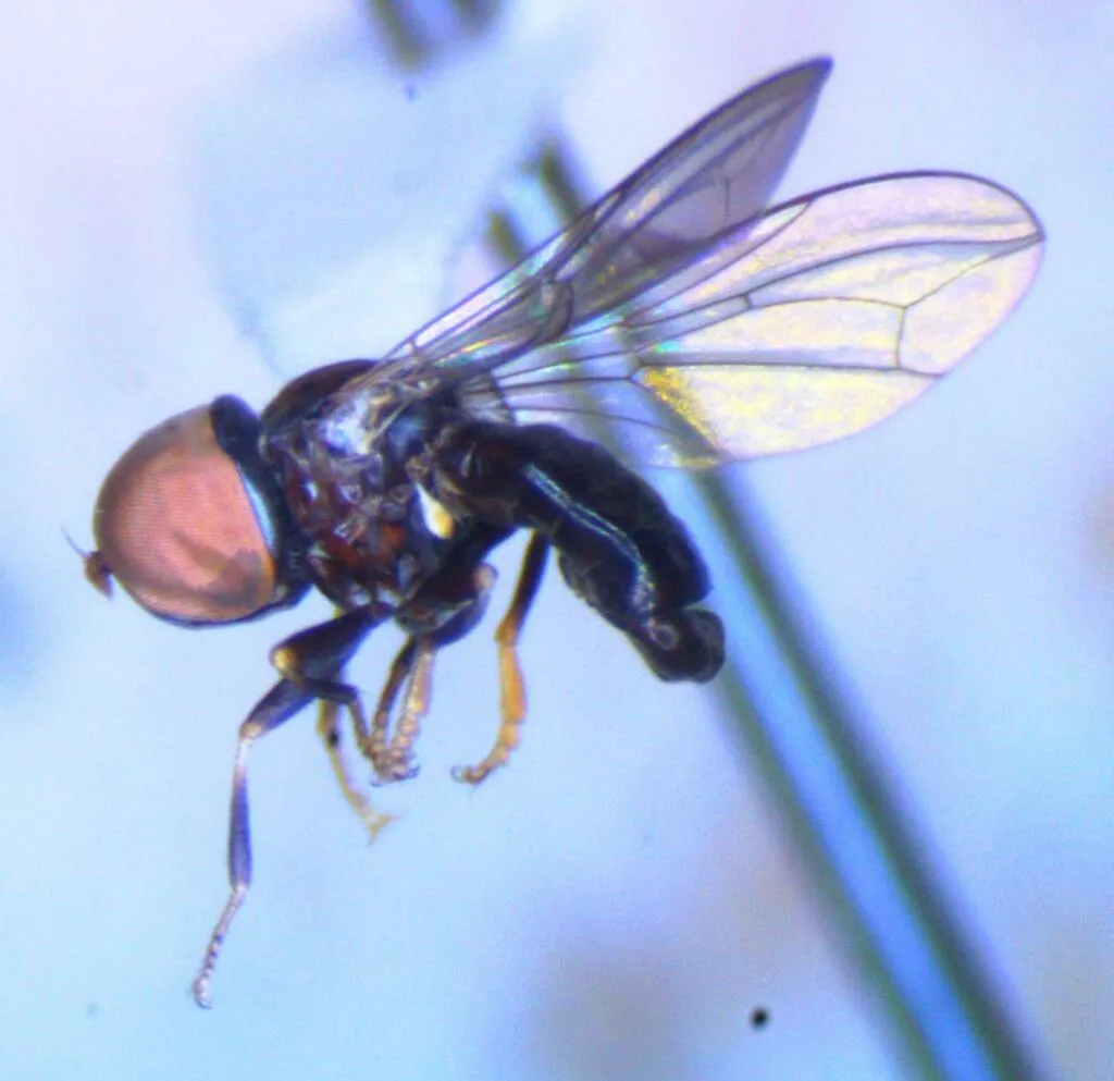 Tomosvaryella lynchi - photo 2