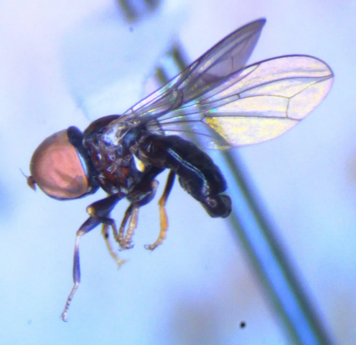 Tomosvaryella lynchi - photo 3