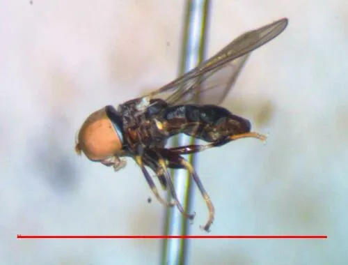 Tomosvaryella scopulata