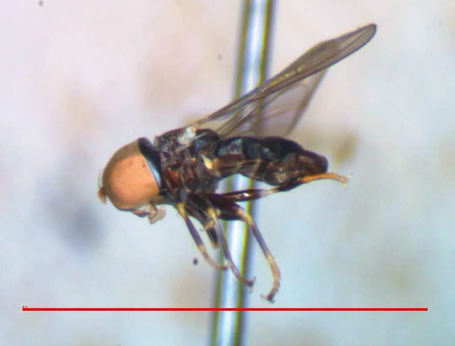 Tomosvaryella scopulata - photo 2
