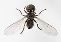 Tomosvaryella subvirescens - photo 4