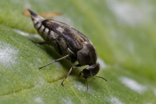 Tomoxia bucephala - Tomoxia bucephala