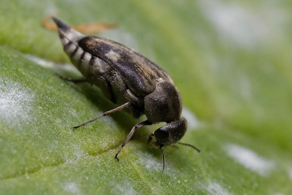 Tomoxia bucephala - photo 2