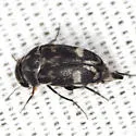 Tomoxia inclusa