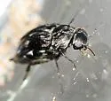 Tomoxia inclusa - photo 2