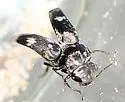 Tomoxia inclusa - photo 3