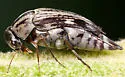 Tomoxia lineella