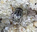 Tomoxia lineella - photo 4