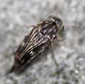 Tomoxia lineella - photo 5