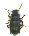 Tonibius sulcatus - photo 2