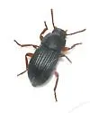 Tonibius sulcatus - photo 3