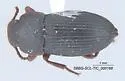 Tonibius sulcatus - photo 4