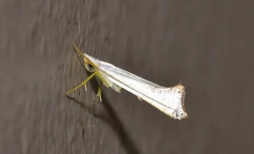 Tonzidae - Tonzidae