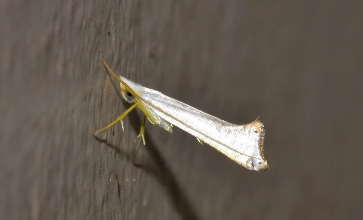 Tonzidae - photo 3
