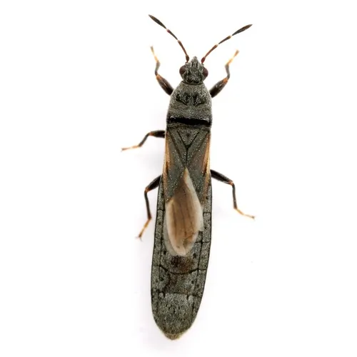 Toonglasa umbrata