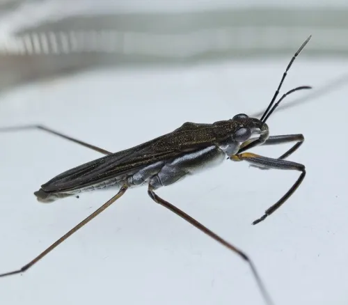 Toothed Pondskater