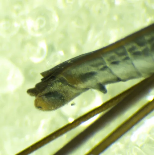 Toothed Pondskater - photo 2