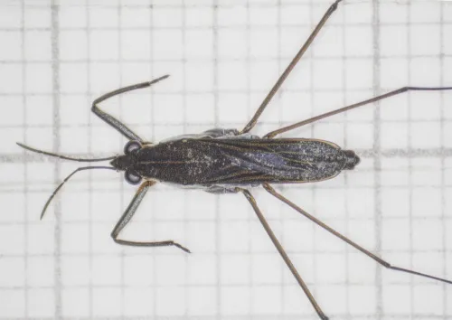 Toothed Pondskater - photo 3