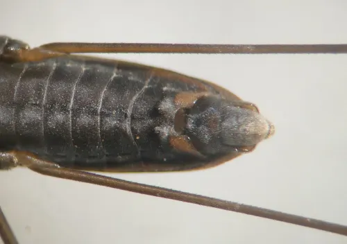 Toothed Pondskater - photo 4