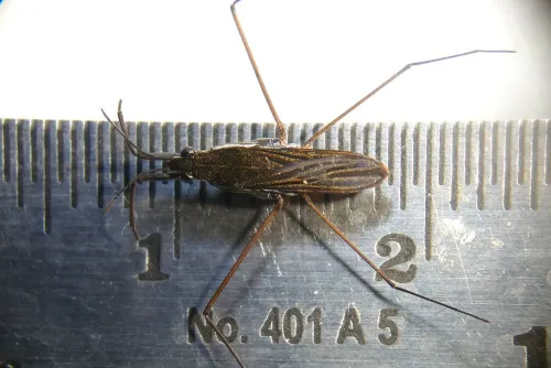 Toothed Pondskater - photo 5