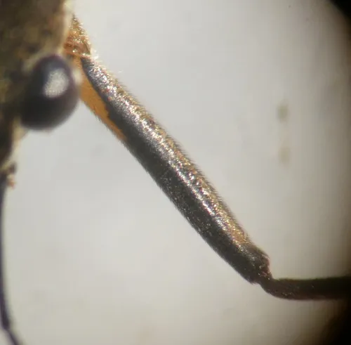 Toothed Pondskater - photo 6